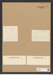 Odontotropis sp. (de-Toni-Nr.: Genus 124) Zeichnungen Sammlung Grunow Nr. 7004 (NHMW-BOT-W0375916)